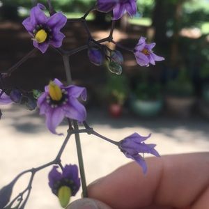 Meet your Posher, Charley